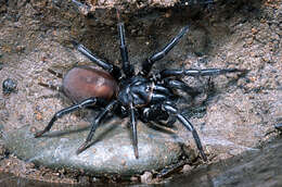 Image of Black tunnelweb