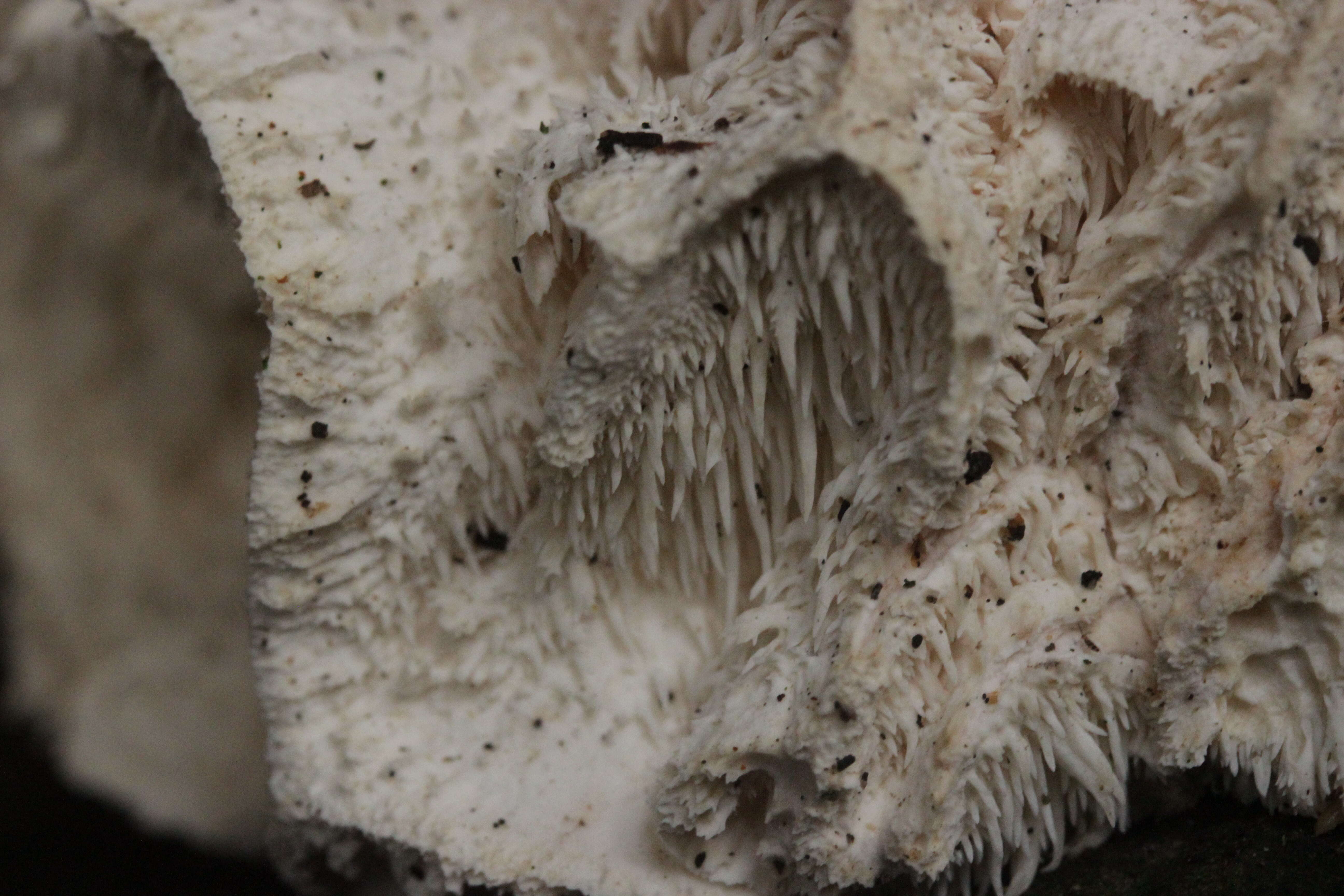 Image of Hericium cirrhatum (Pers.) Nikol. 1950