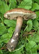 Image of Leccinum scabrum (Bull.) Gray 1821