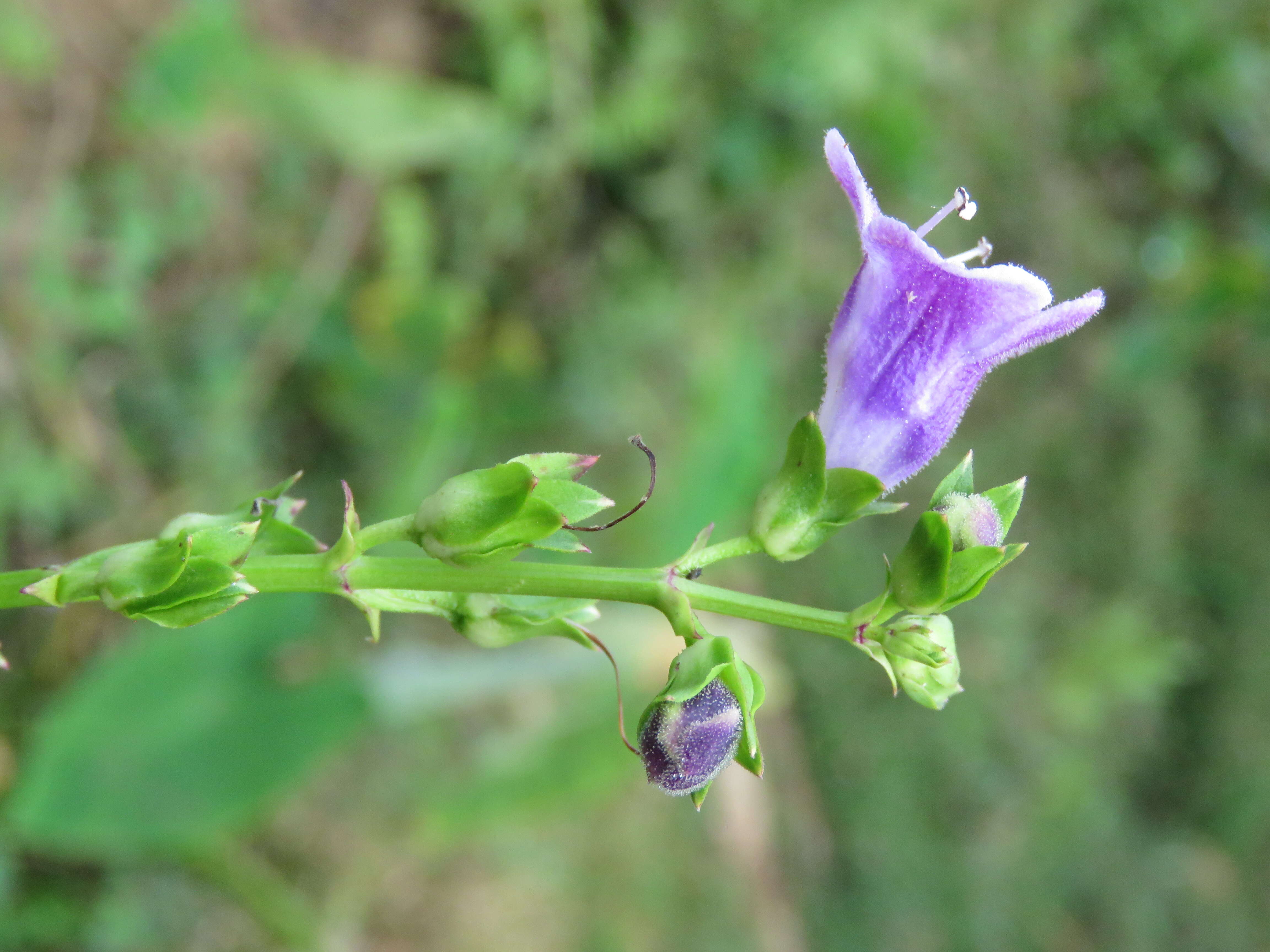 Image de Artanema longifolium (L.) Vatke