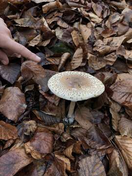 Image of Macrolepiota mastoidea (Fr.) Singer 1951