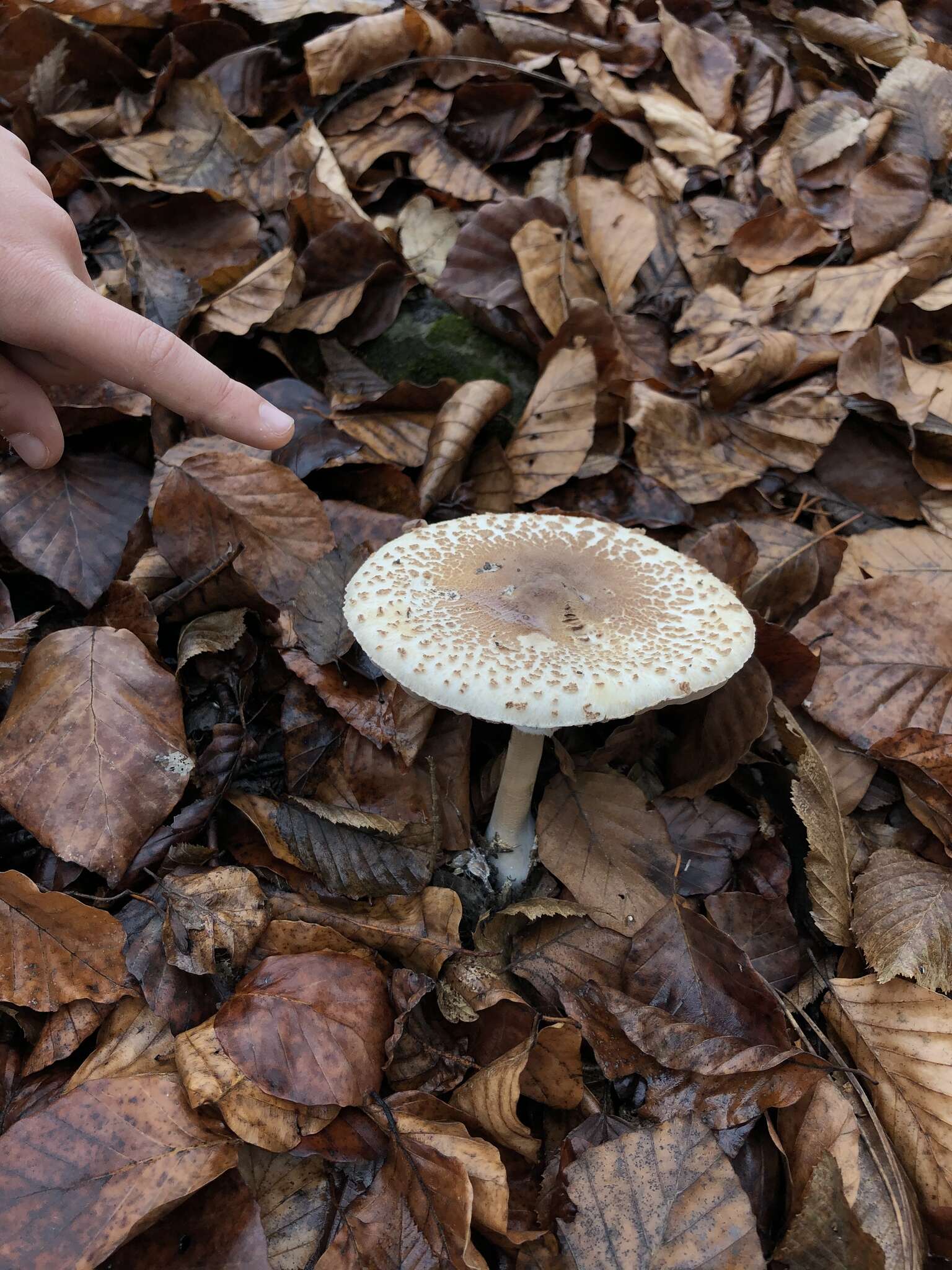 Macrolepiota mastoidea (Fr.) Singer 1951 resmi