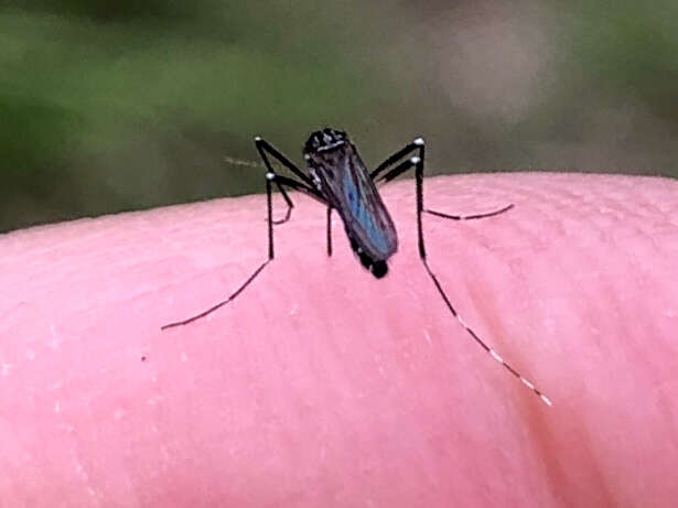 Image of Asian Tiger Mosquito