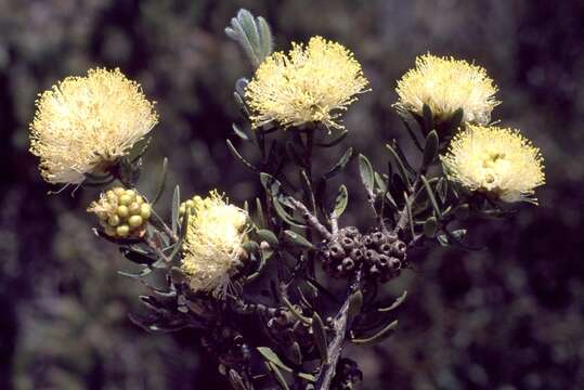 Image de Melaleuca zonalis L. A. Craven