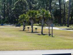 Image of Cabbage Palm