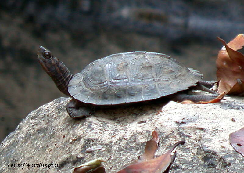 Image of Asian Leaf Turtle