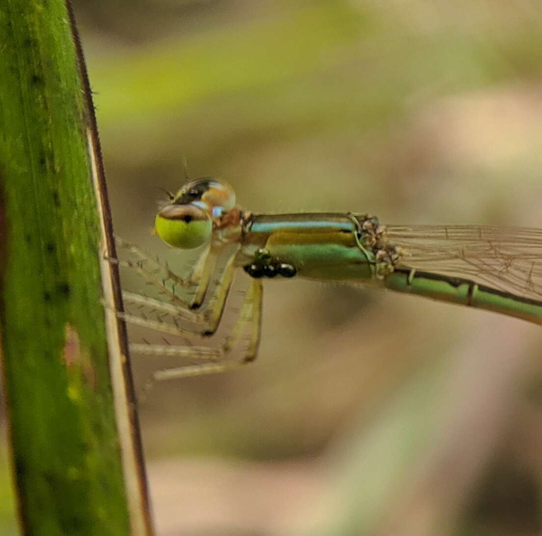 Image de Agriocnemis pygmaea (Rambur 1842)