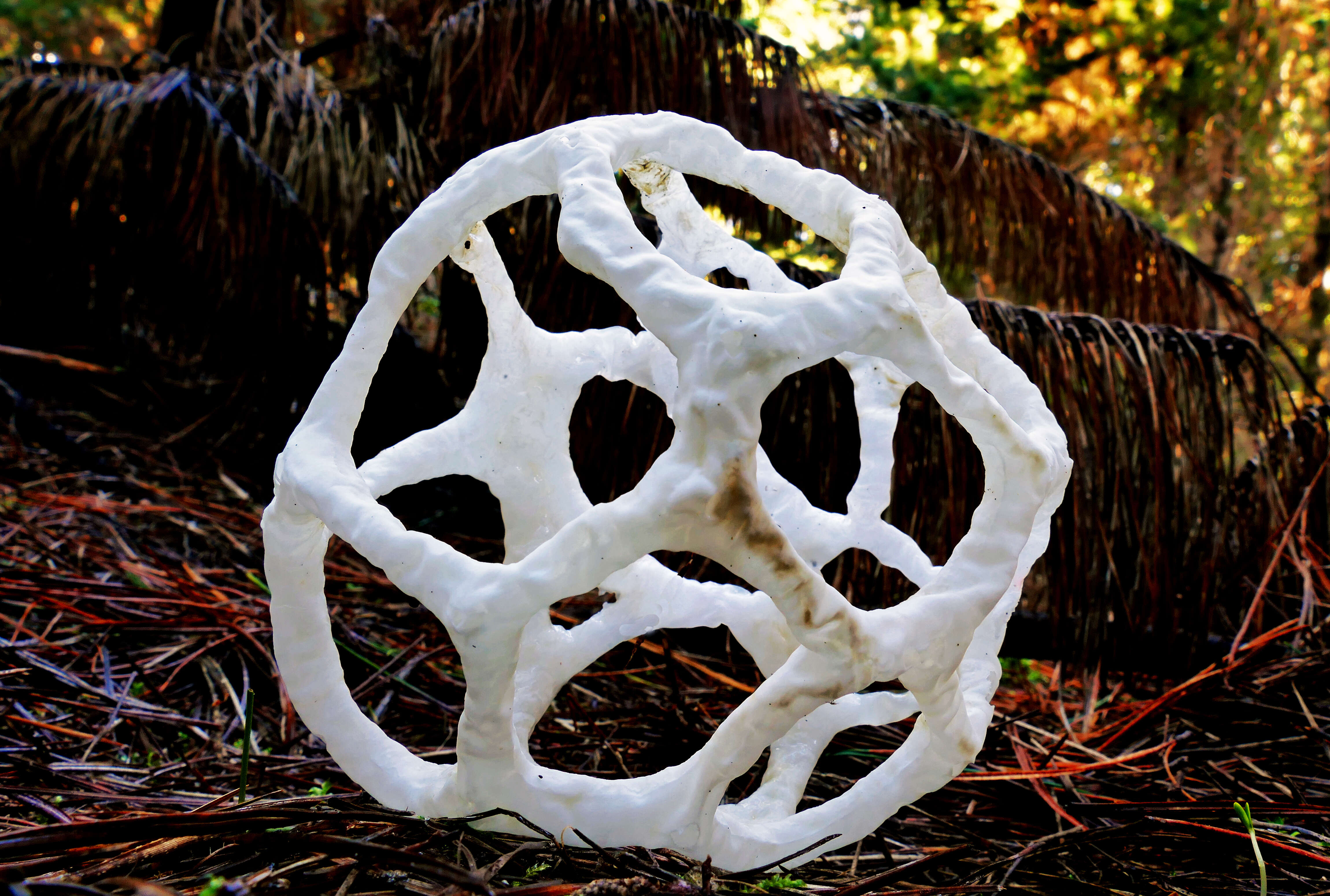 Image of Basket fungus