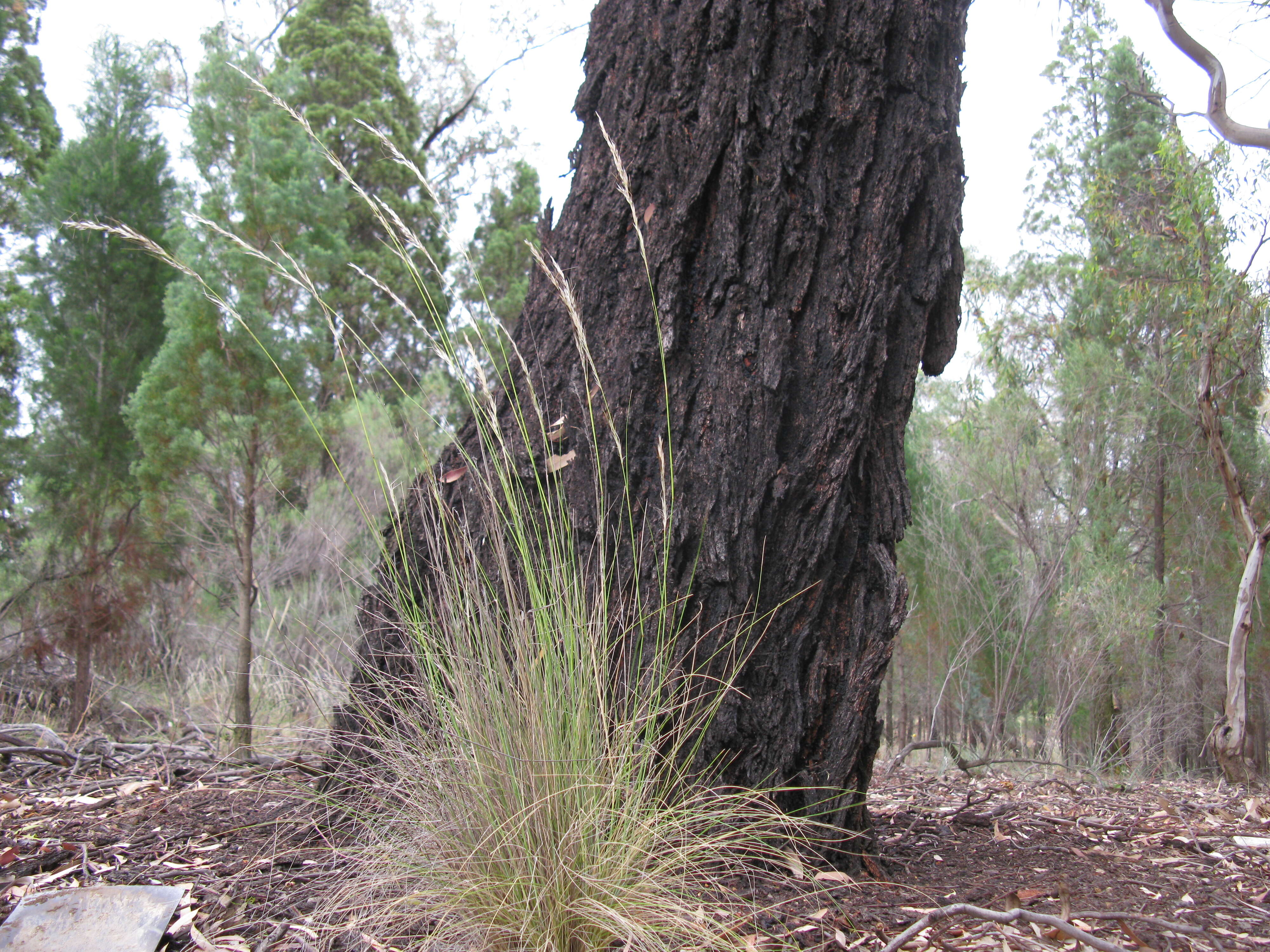 Image of Austrostipa setacea (R. Br.) S. W. L. Jacobs & J. Everett