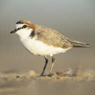 Слика од Charadrius ruficapillus Temminck 1821