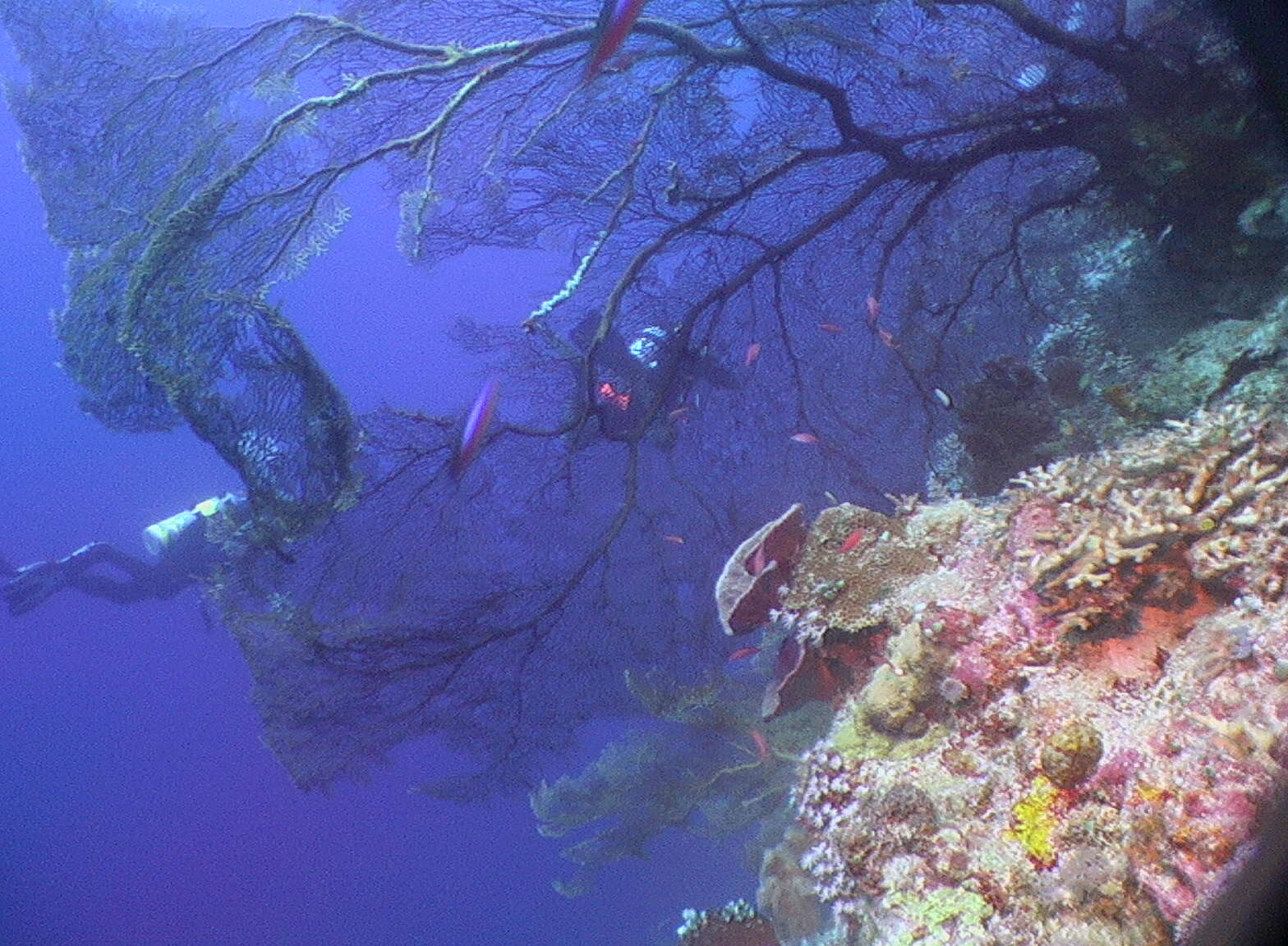 Image of black corals