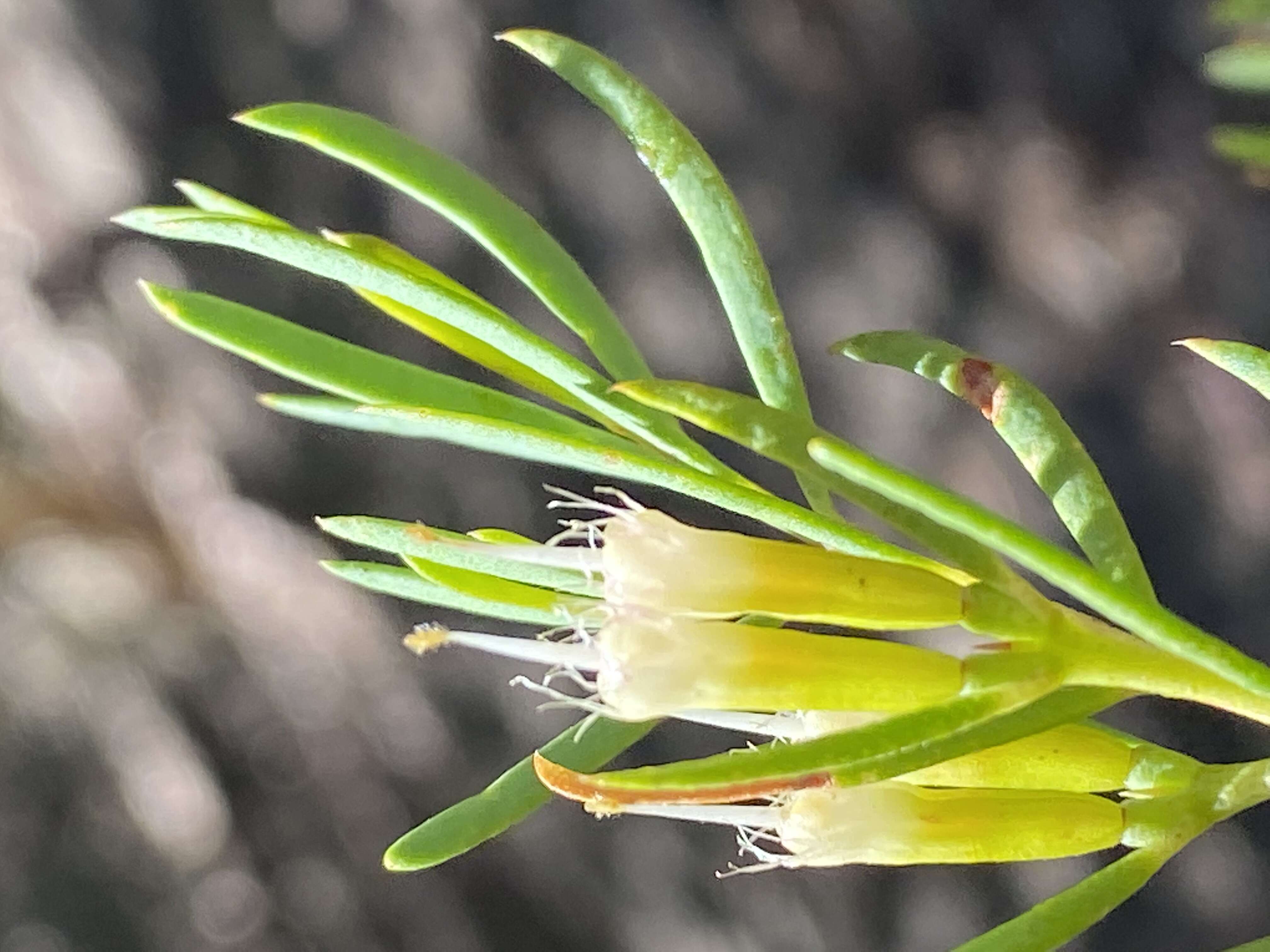 Image of Homoranthus prolixus L. A. Craven & S. R. Jones