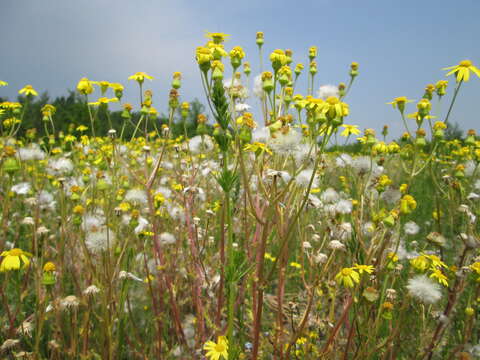 Image of eastern groundsel