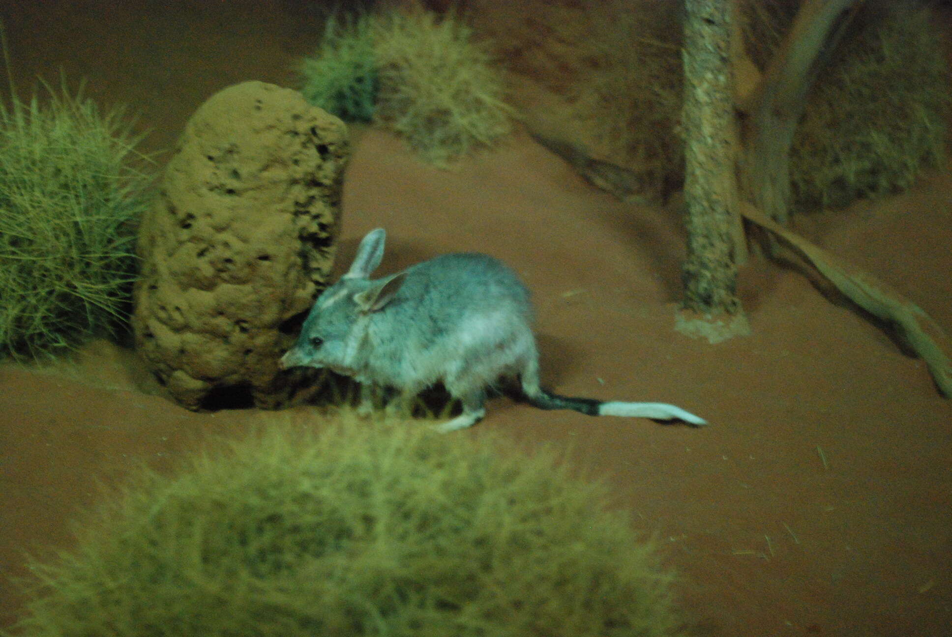 Image of rabbit-bandicoots
