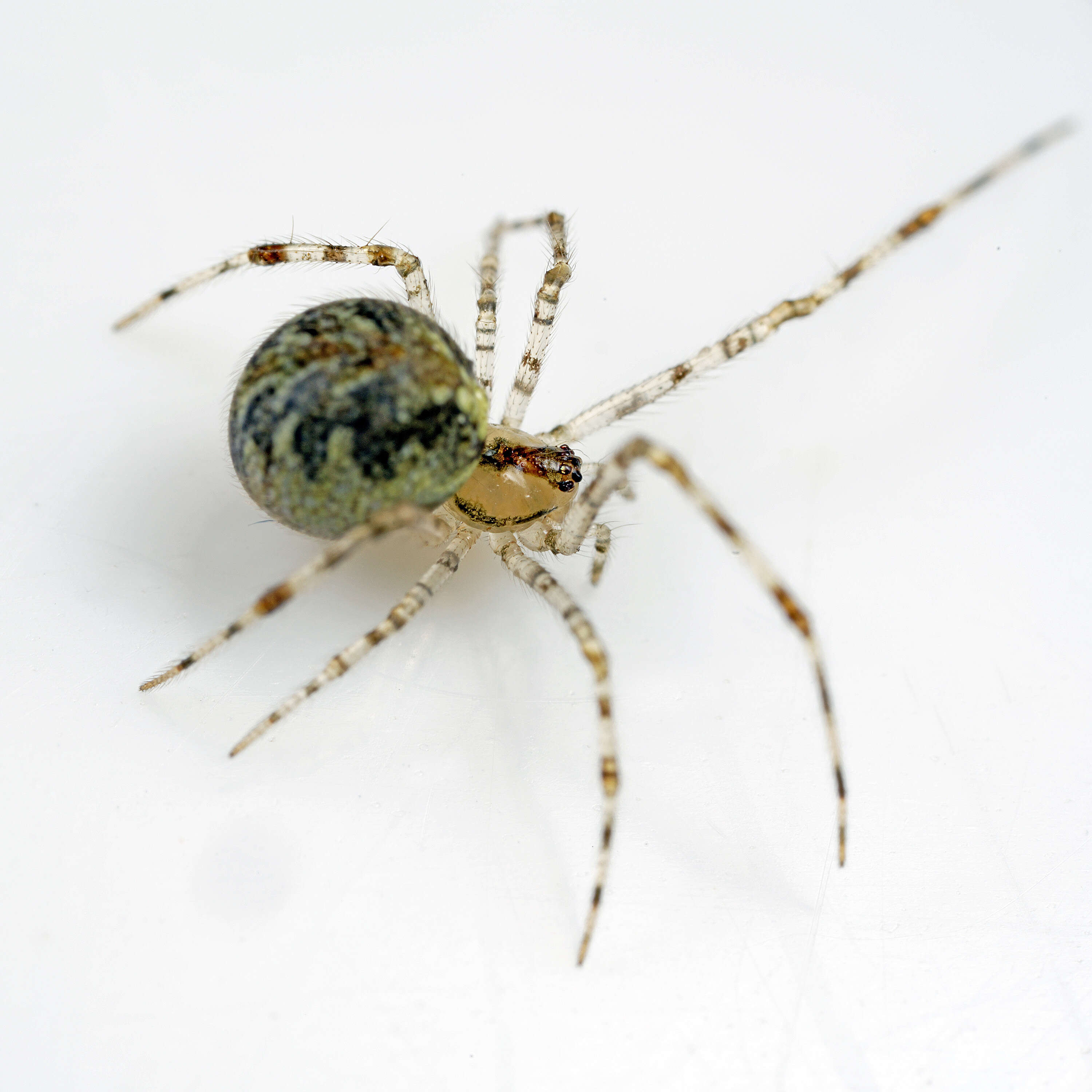 Image of Theridion varians Hahn 1833