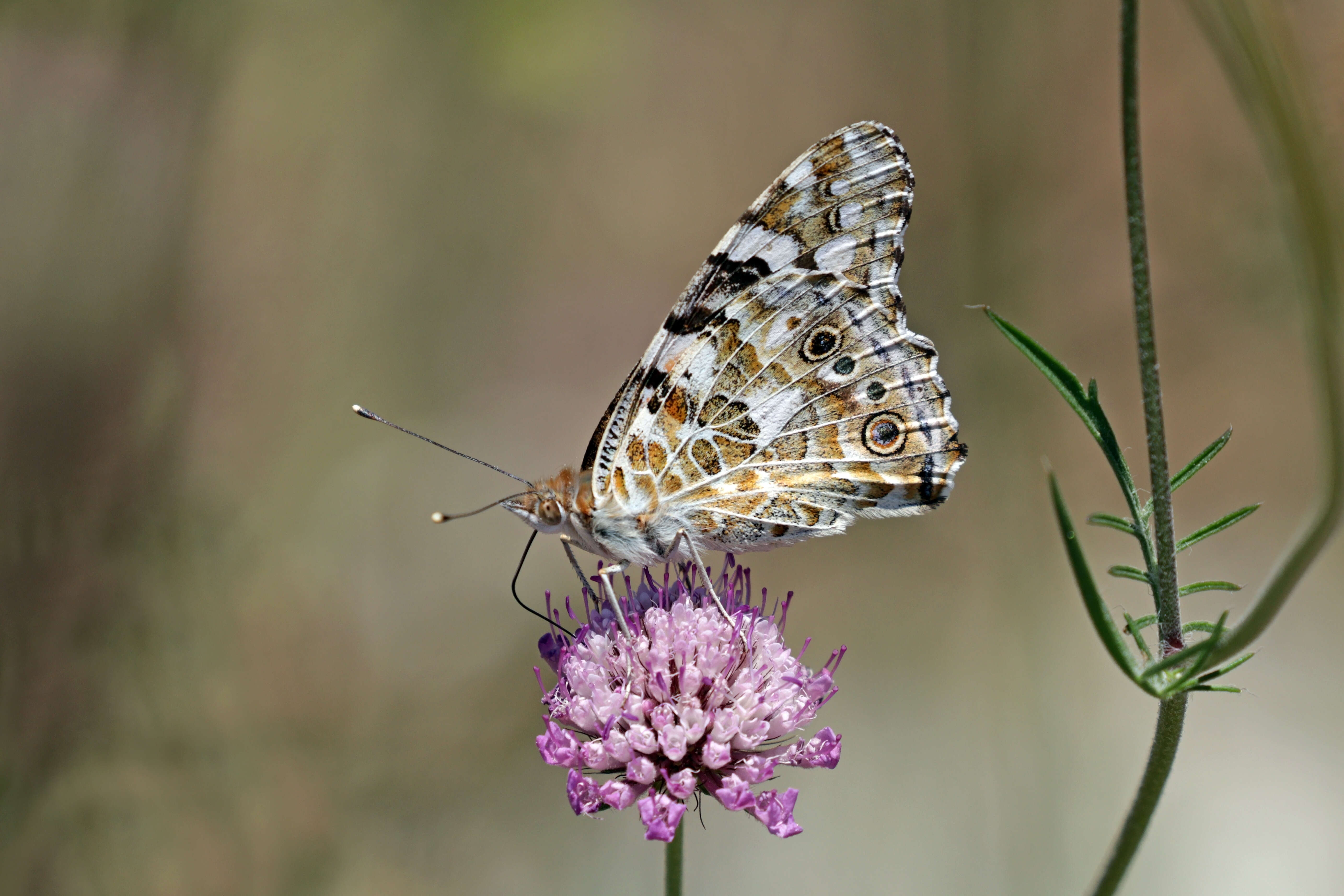 Plancia ëd Vanessa cardui