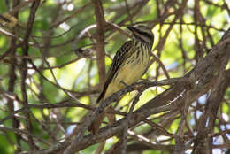 Image of Sulphur-bellied Flycatcher