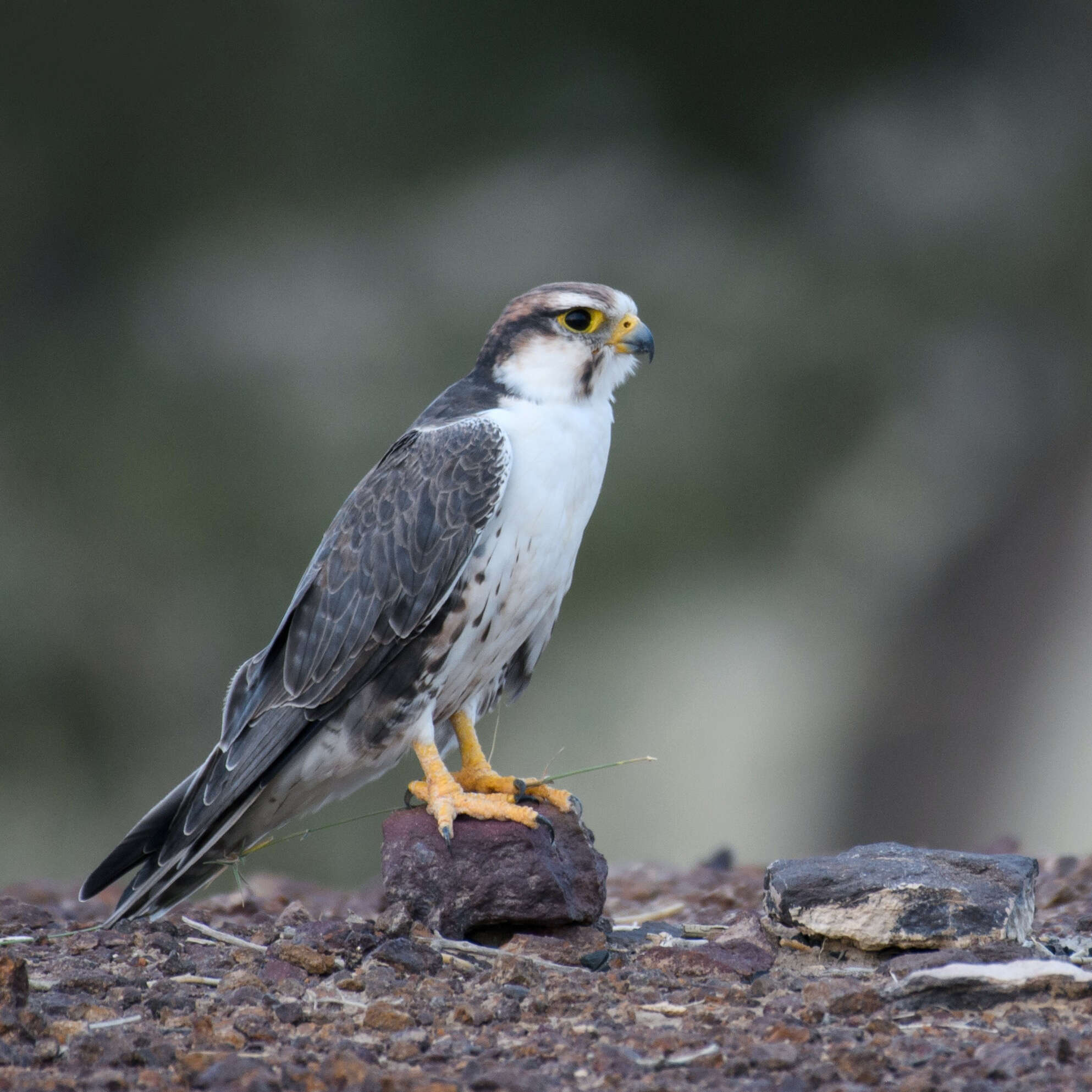 Image of Laggar Falcon