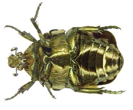 Image of Protaetia lugubris