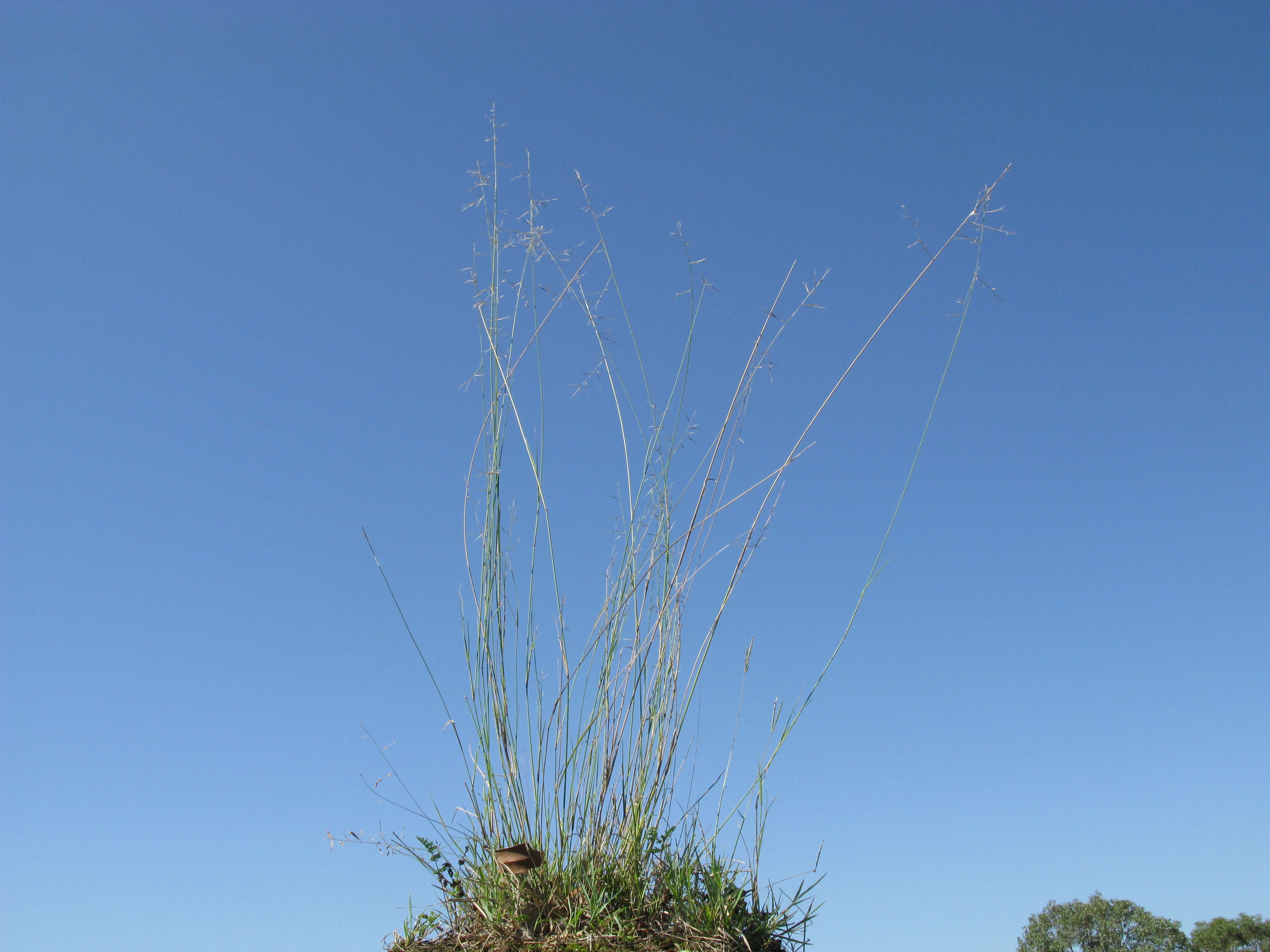 Слика од Aristida vagans Cav.