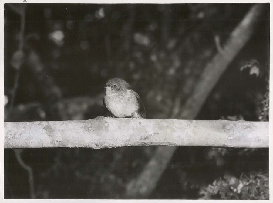 Image of New Zealand Tomtit