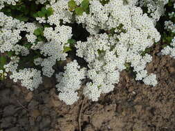 Image of Asian meadowsweet