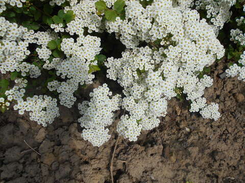 Image de Spiraea trilobata L.