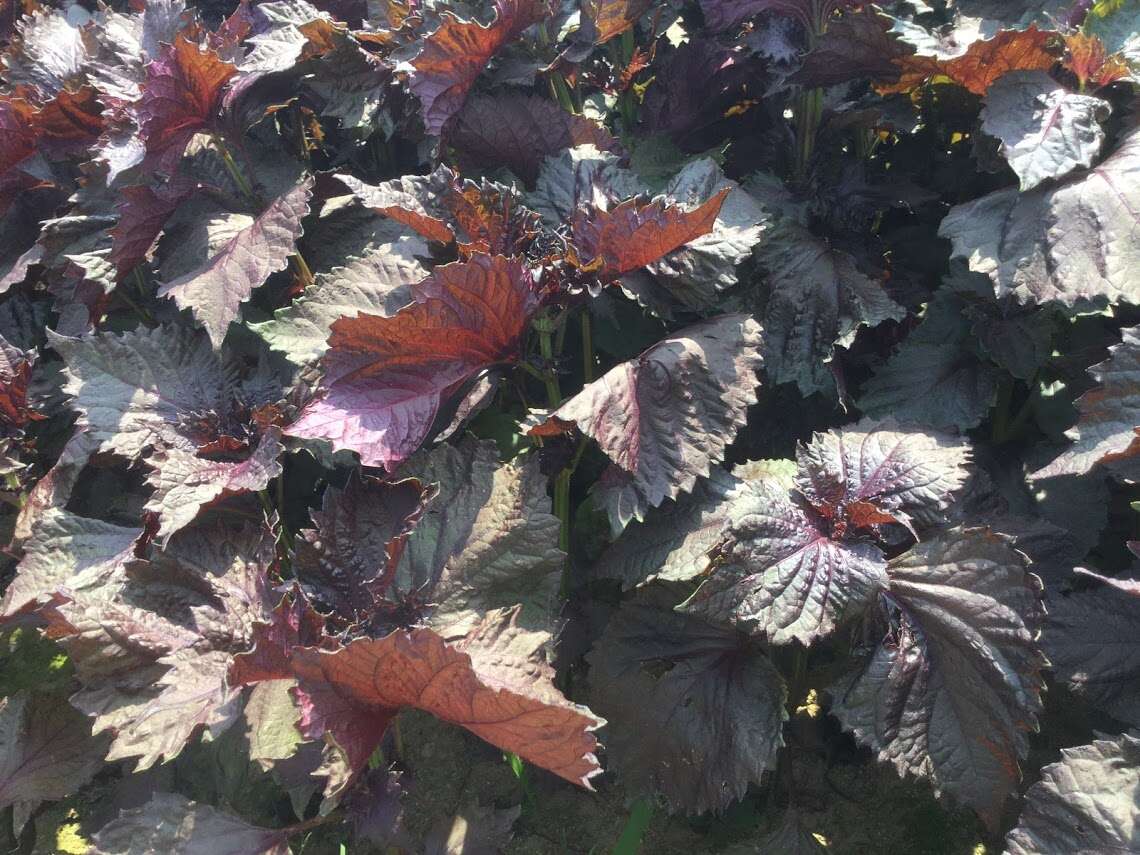 Image of beefsteakplant