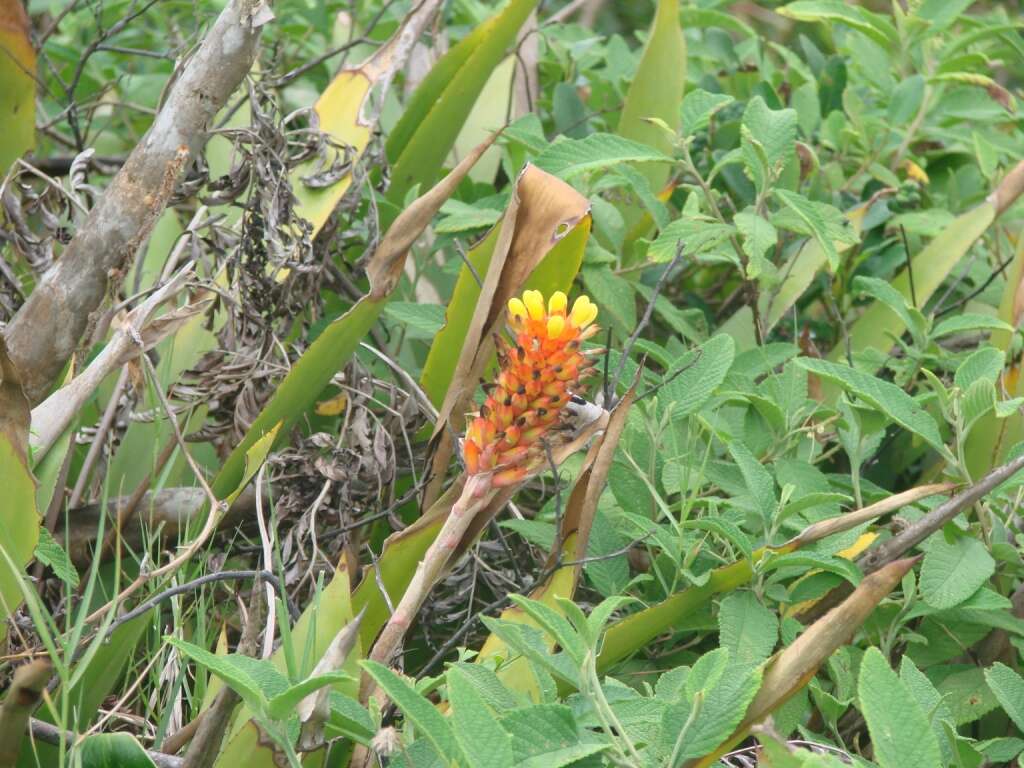 Image of Aechmea comata (Gaudich.) Baker