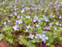 Image of Ivy-leaved Toadflax