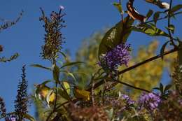 Image of butterfly-bush