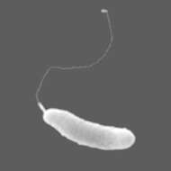 Image of Bacteria