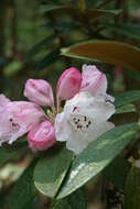 Image de Rhododendron wiltonii Hemsl. & E. H. Wilson