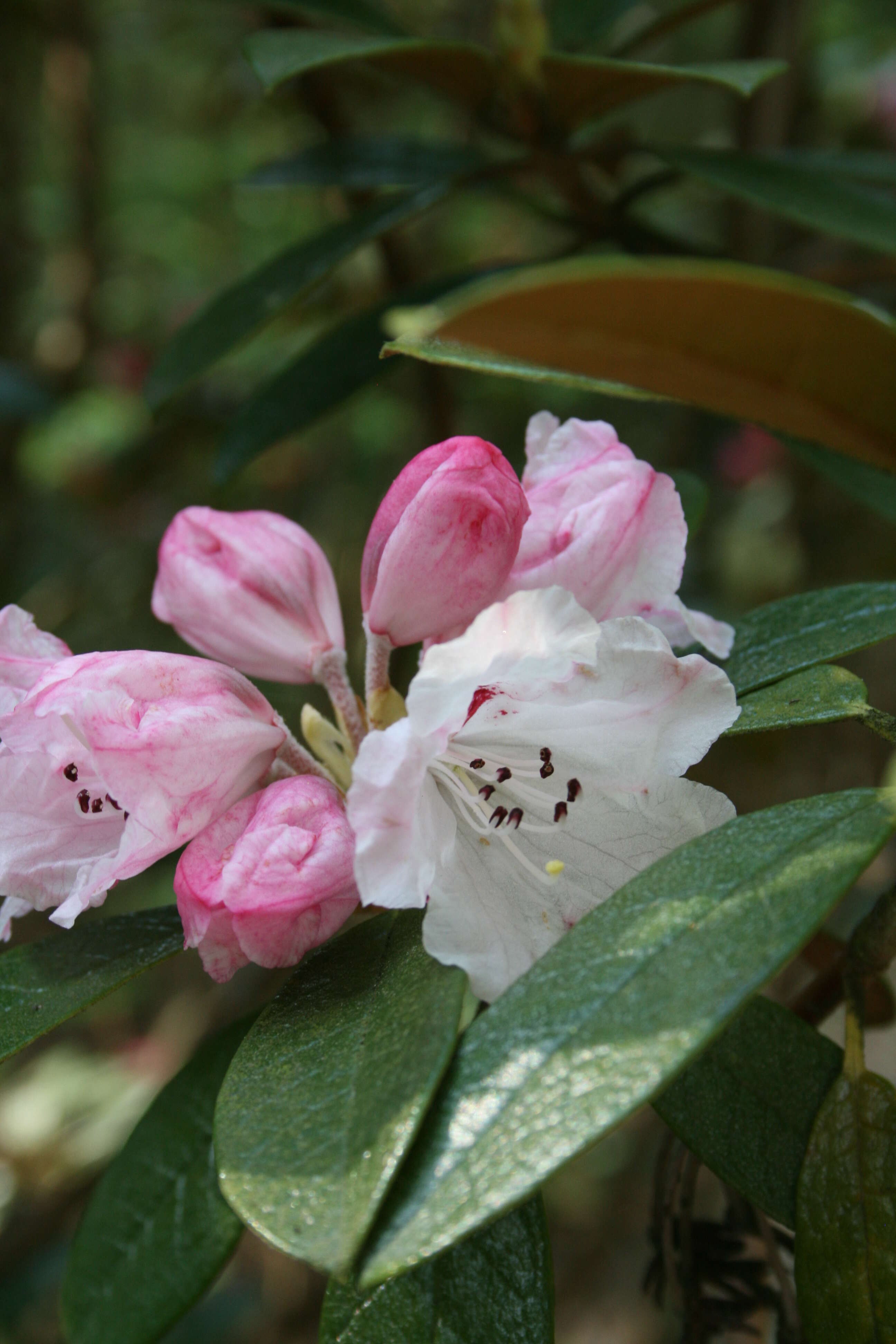 Image of Rhododendron wiltonii Hemsl. & E. H. Wilson