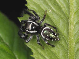 Image of Golden jumping spider