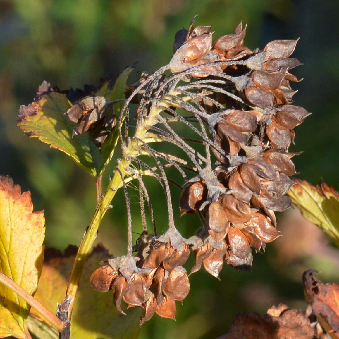 Image of common ninebark