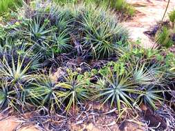 Plancia ëd Bromelia laciniosa Mart. ex Schult. & Schult. fil.