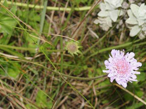 Image of dove pincushions