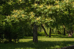 Image of black locust