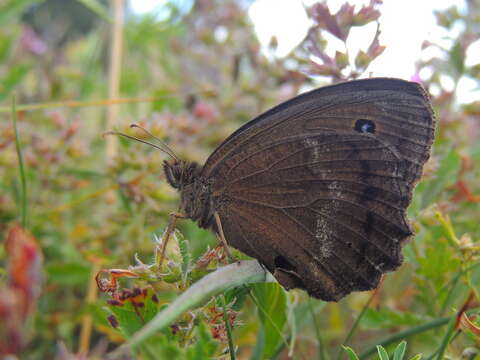 Image of Minois dryas