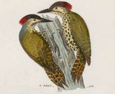 Image of Knysna Woodpecker