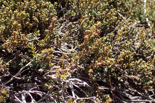 Image of Lepidothamnus laxifolius (Hook. fil.) Quinn