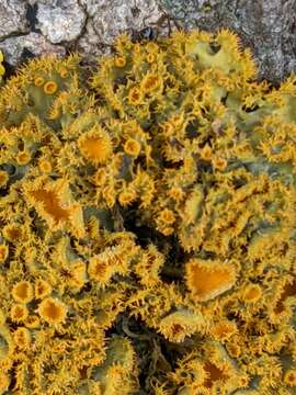 Image of teloschistes lichen