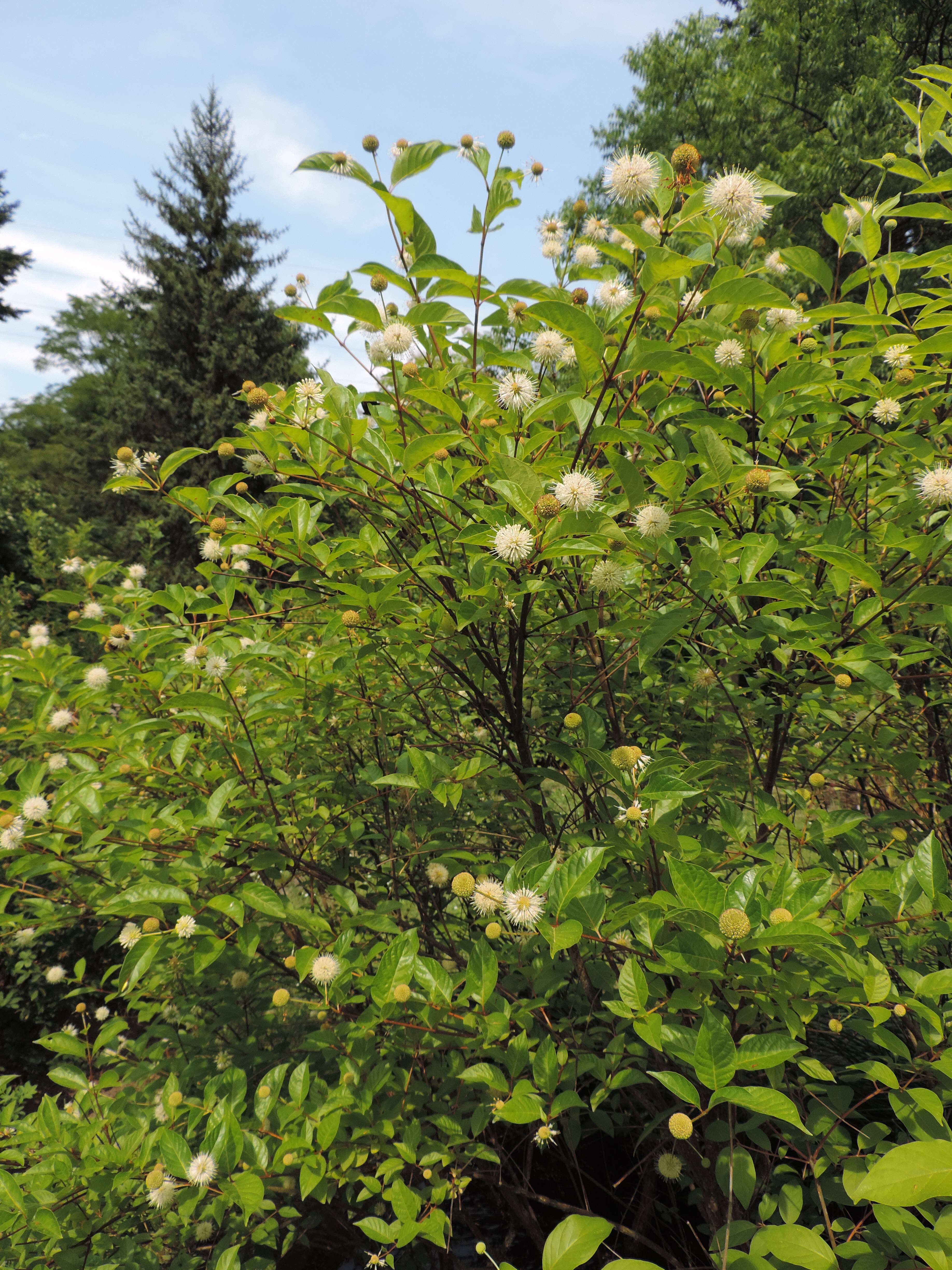 Image of common buttonbush