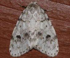 Image of Little White Lichen Moth