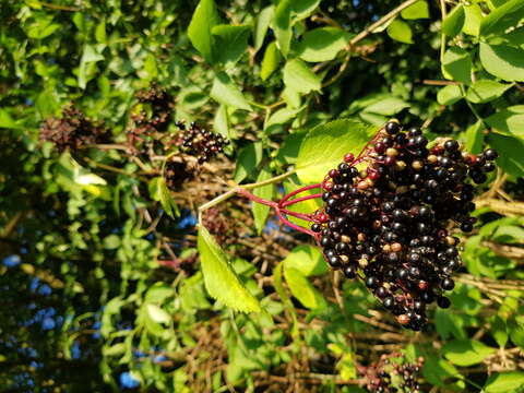 Imagem de Sambucus nigra L.