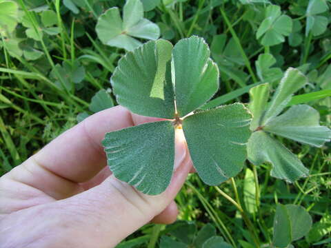 Plancia ëd Marsilea drummondii A. Br.