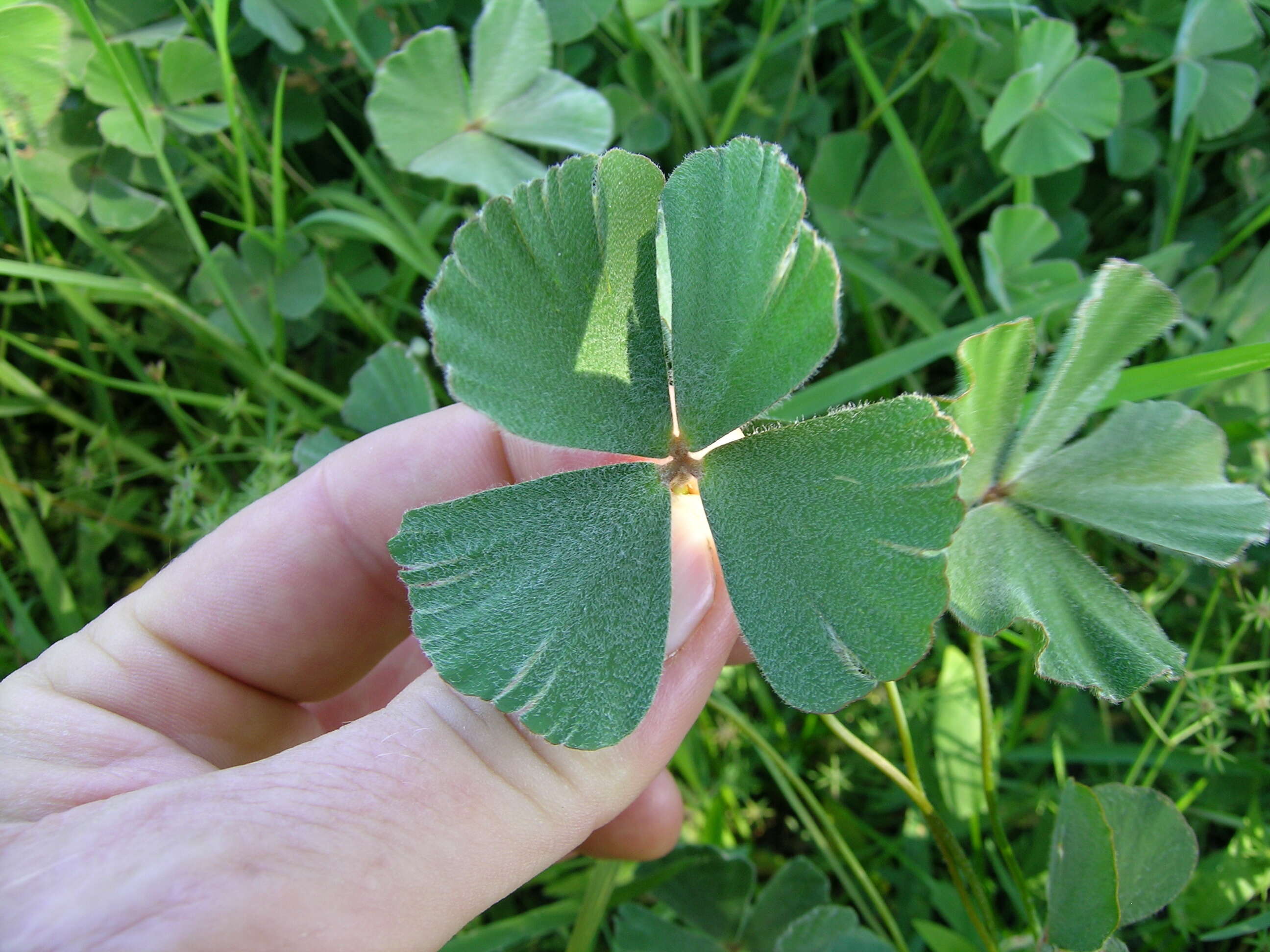 Plancia ëd Marsilea drummondii A. Br.