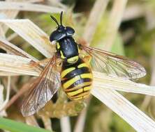 Plancia ëd Chrysotoxum arcuatum (Linnaeus 1758)