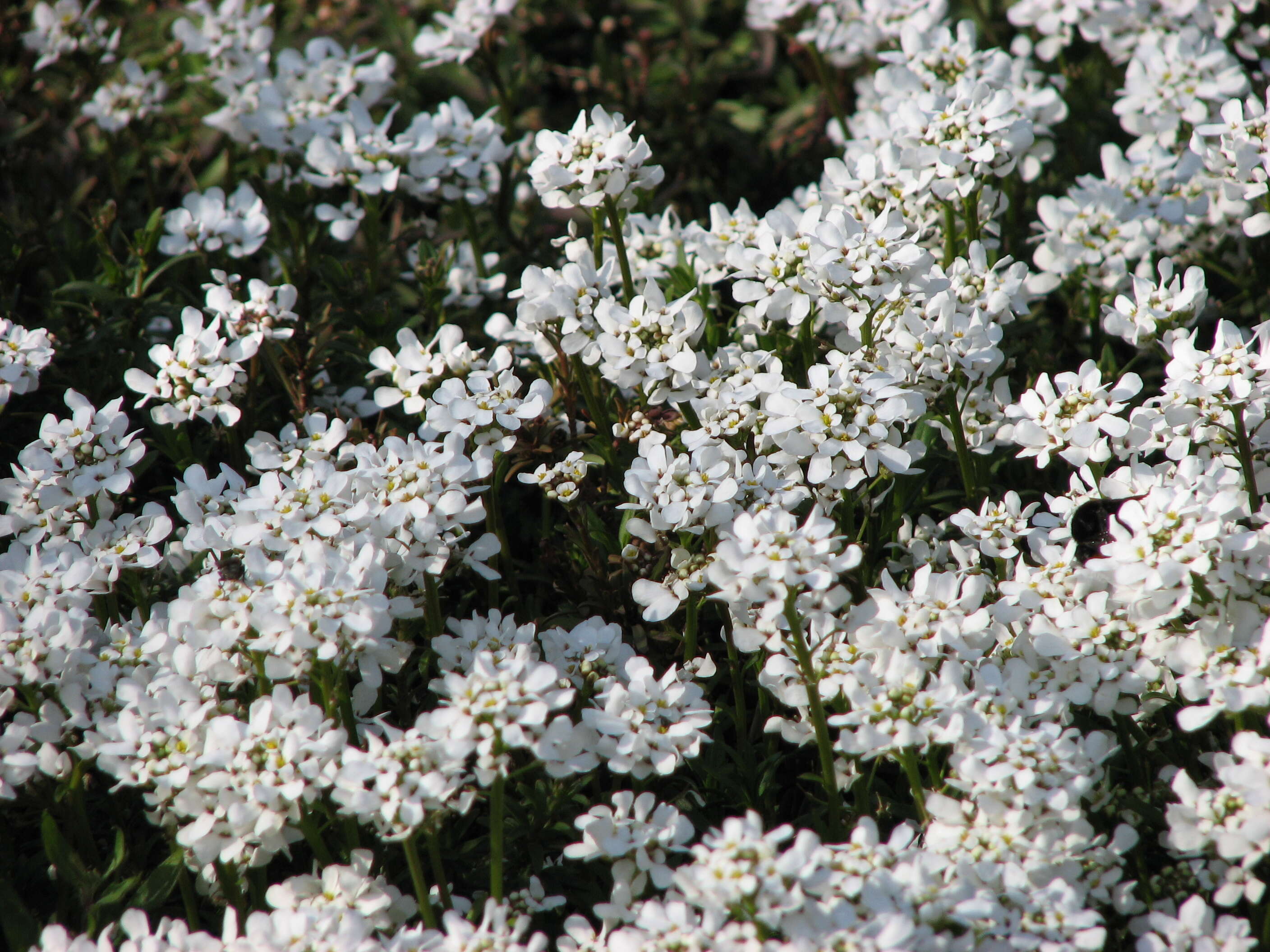 Plancia ëd Iberis sempervirens L.